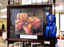 Larry Durfey Nature's Calico matted and framed @ Stu-Art Supplies